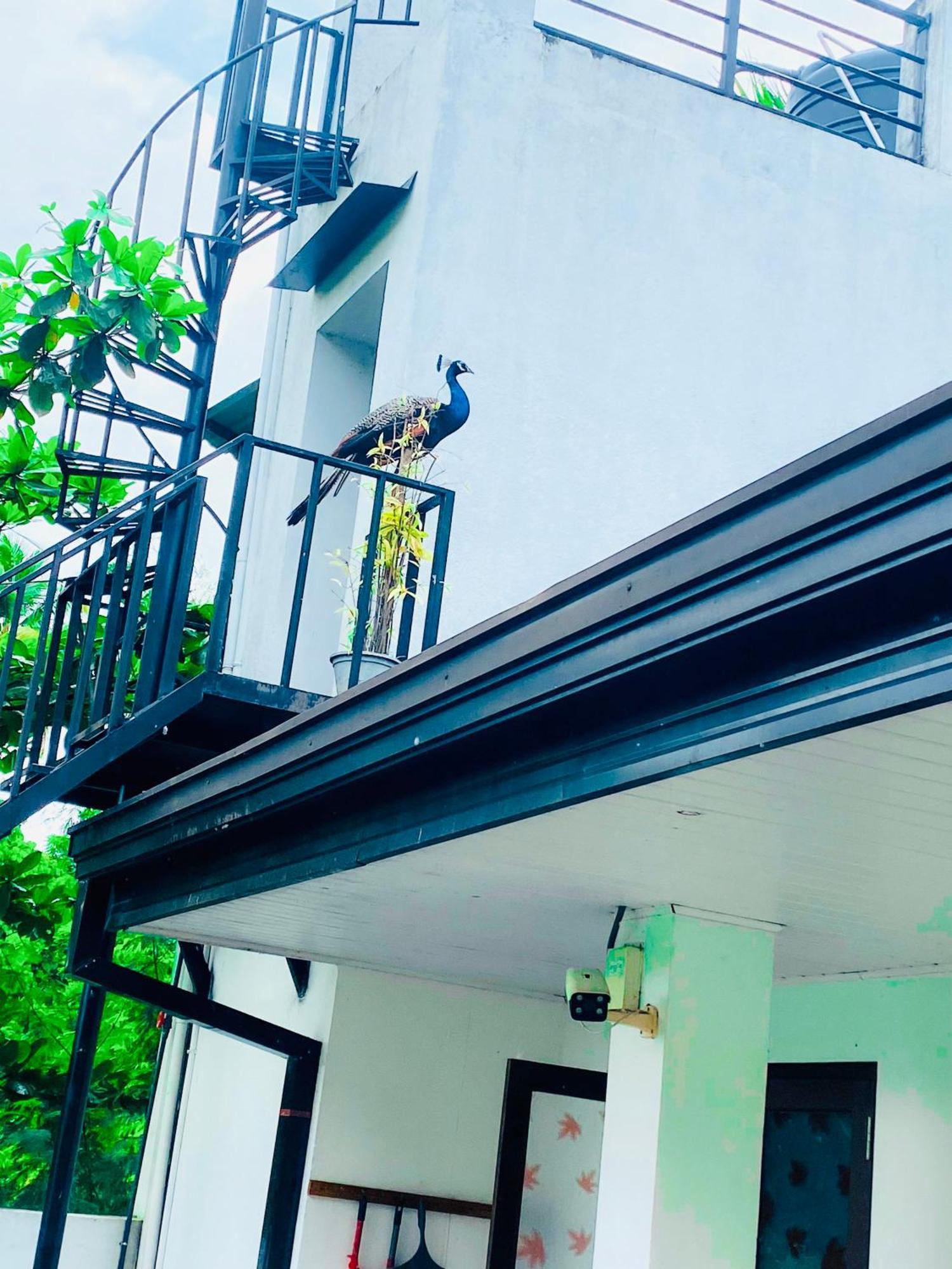 Premium Cottages B&B Kurunegala Exterior foto